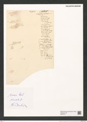 Denticula (tenuis var.) frigida (de-Toni-Nr.: Genus 49) Zeichnungen Sammlung Grunow (NHMW-BOT-W0379717)